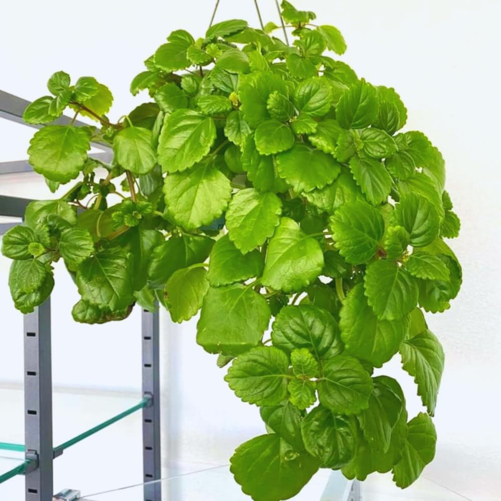 2 Green Swedish Ivy Plants, 3 Inc to 6 Inc Tall Seedling, House Plant Live, Live Swedish Ivy Plants, Swedish Ivy Live Plants