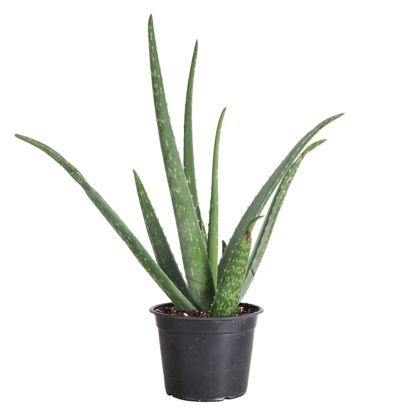 Thorsen's Greenhouse Aloe Vera, Live Indoor Plant, Aloe barbadensis, Easy to Grow, Succulent, Natural Air Purifier, 6" Diameter Pot (Nursery Pot)
