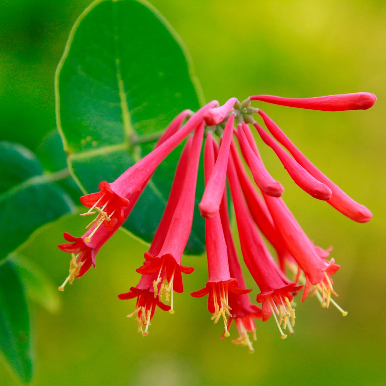 Votaniki Red Honeysuckle Vine (Lonicera sempervirens) 1-2ft Plant | Vibrant Perennial, Fast Growing Flowering Vine – Easy to Grow & Pollinator Friendly (1 Pack)