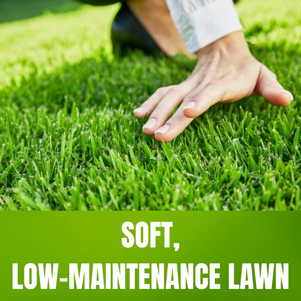 10000 Zoysia Grass Seeds Zoysia Japonic Seeds Lawngrass Seeds, Grow Outdoor in Backyard or Home Garden