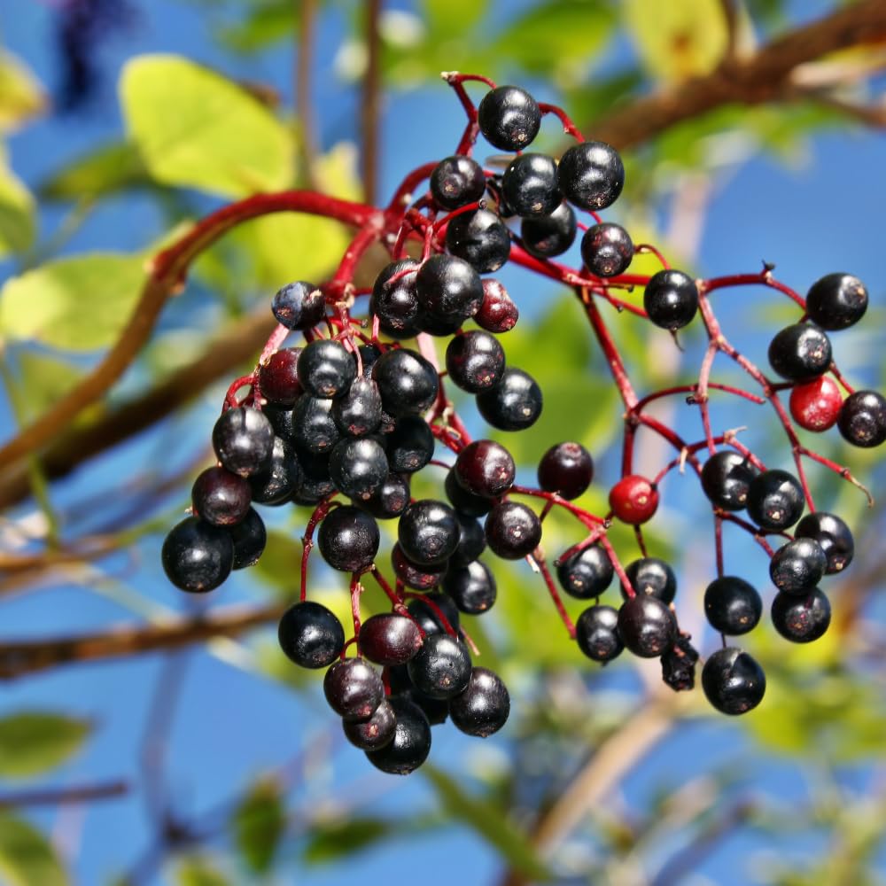 2 Elderberry Live Plants | 8-12 Inches Bare Root Rooted Cuttings | Black Sambucus Deciduous Fruit Shrub | Well-Rooted for Outdoor Garden and Landscape