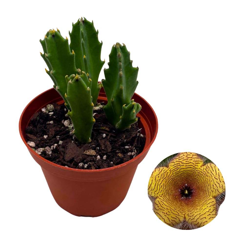BubbleBlooms Stapelia gigantea, Giant Starfish Flower, Rare Huernia, Zulu Carrion Giant Plant, 4 inch Pot