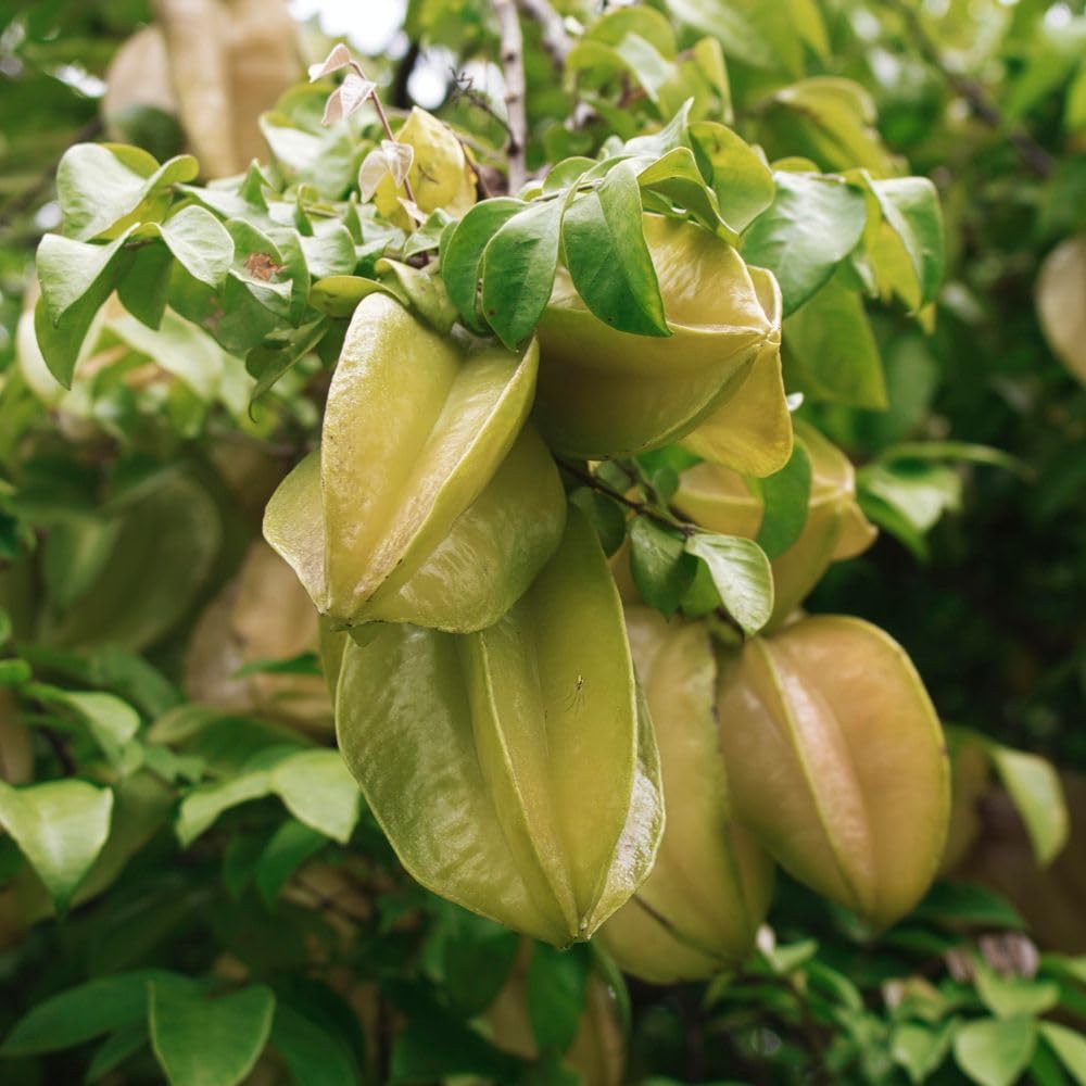 Starfruit Tree Live Plant 3 Gallon 2 to 3 Feet Tall, Live Sweet Tropical Starfruit Fruit Tree for Garden, No Ship to CA