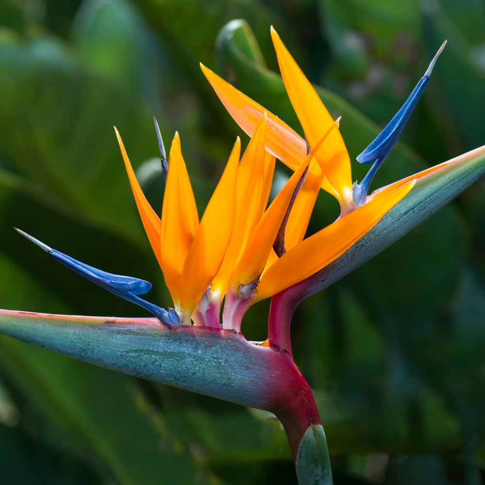 Orange Bird of Paradise Plant Live Houseplant, 5-12 Inch Tall, Ornamental Strelitzia Reginae Live Plant for Indoor Outdoor