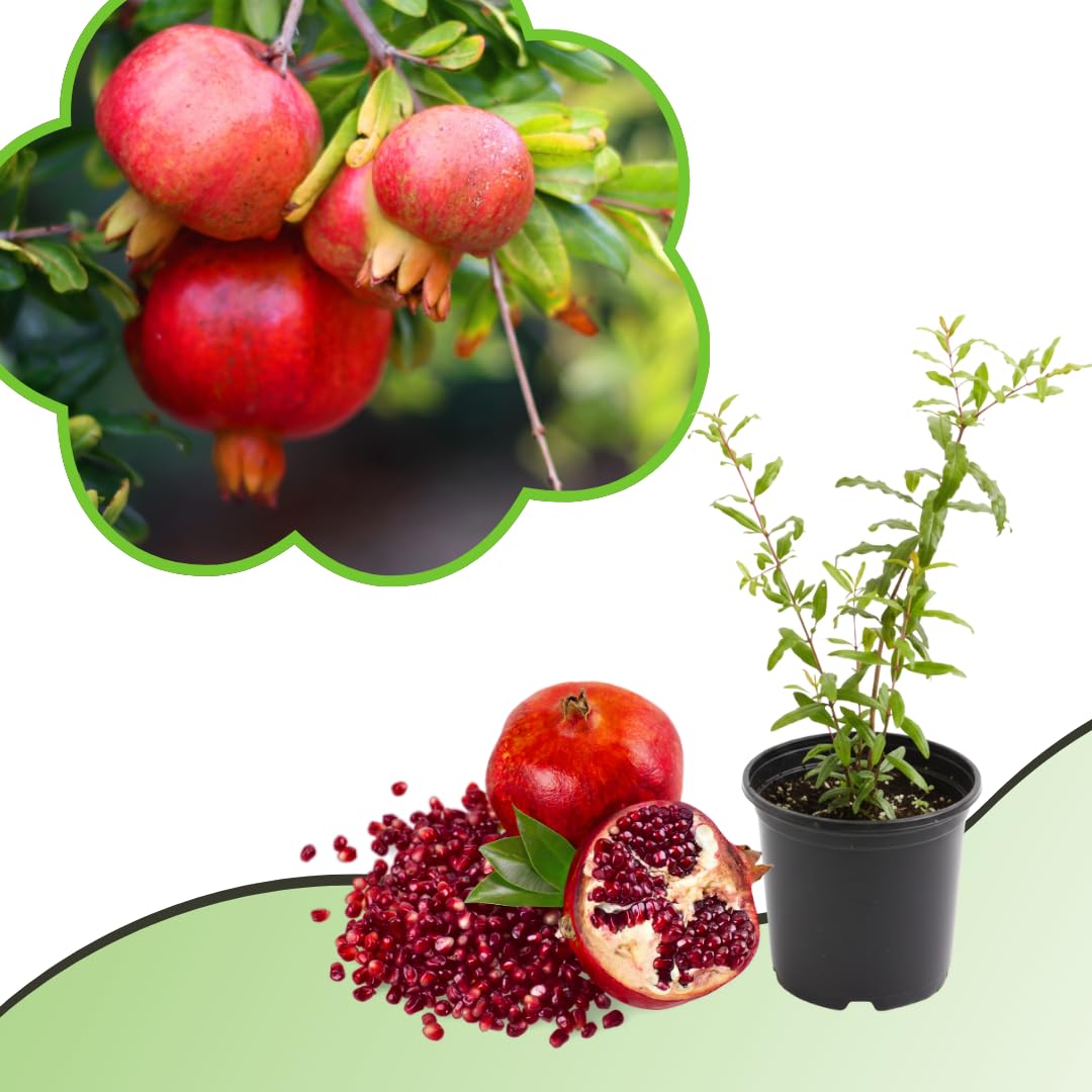 Live Pomegranate Plant, Sweet Pomegranate Tree, Fruit Plant, 4-7 Inches Tall for Indoor Growing