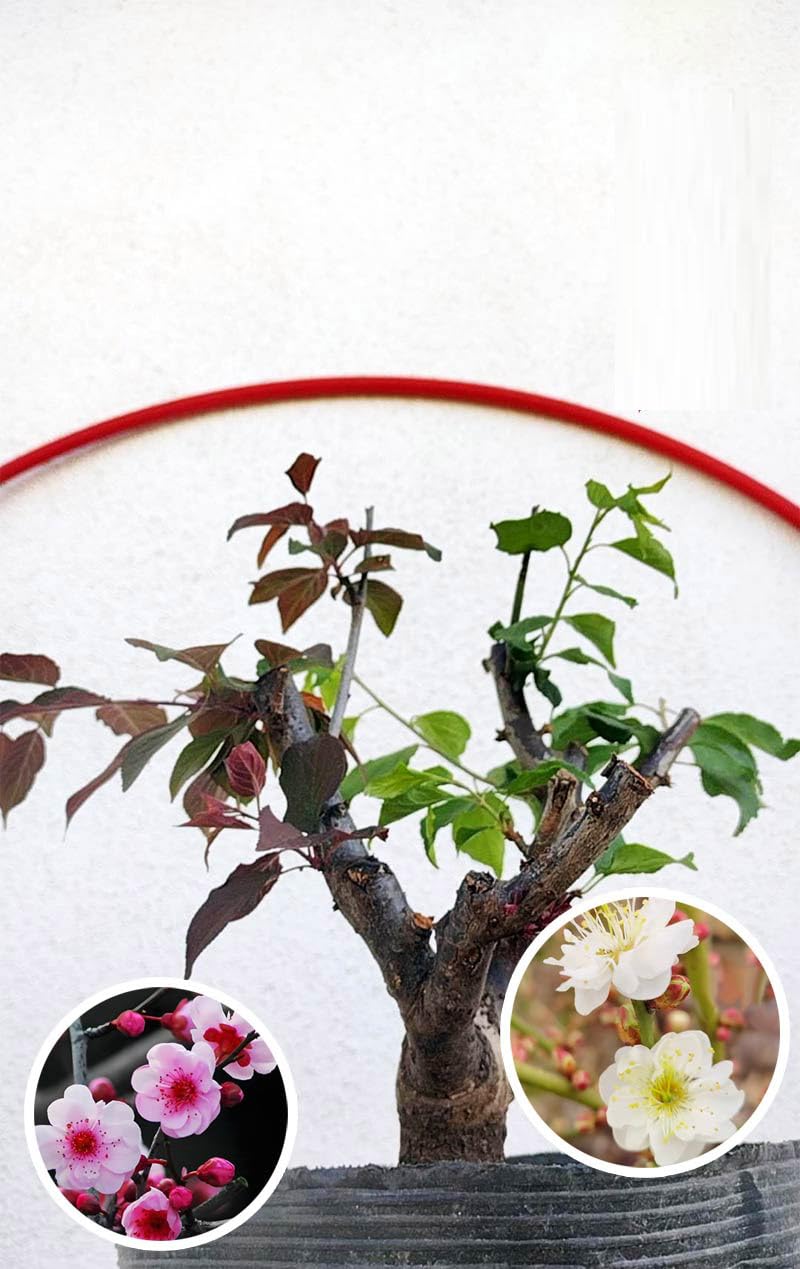 Fragrant Live Plant Rare 'Meiren & Jade Butterfly' Japanese Apricot Bonsai (Prunus mume)–Plum Blossom 8+ Year Old Without Buds