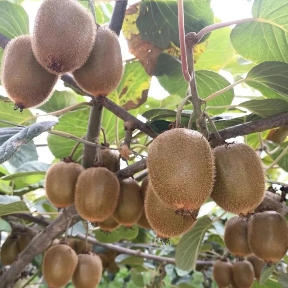 60+ Kiwi Fruit Seeds Chinese Gooseberry Vine Vining Fruit Garden Plant