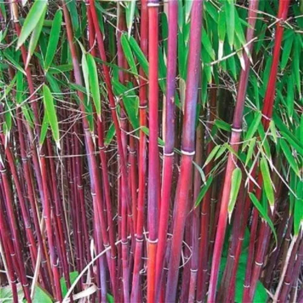 50 Red Bamboo Seeds Perennial Ornamental Seed Privacy