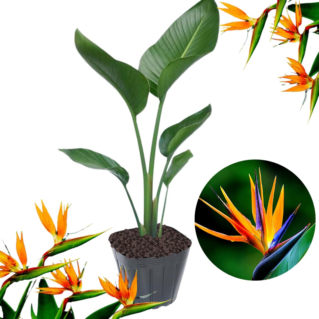 Orange Bird of Paradise Live Plant, Size 5-12” Tall, Strelitzia Reginae Houseplant Indoor Outdoor Tropical Plant