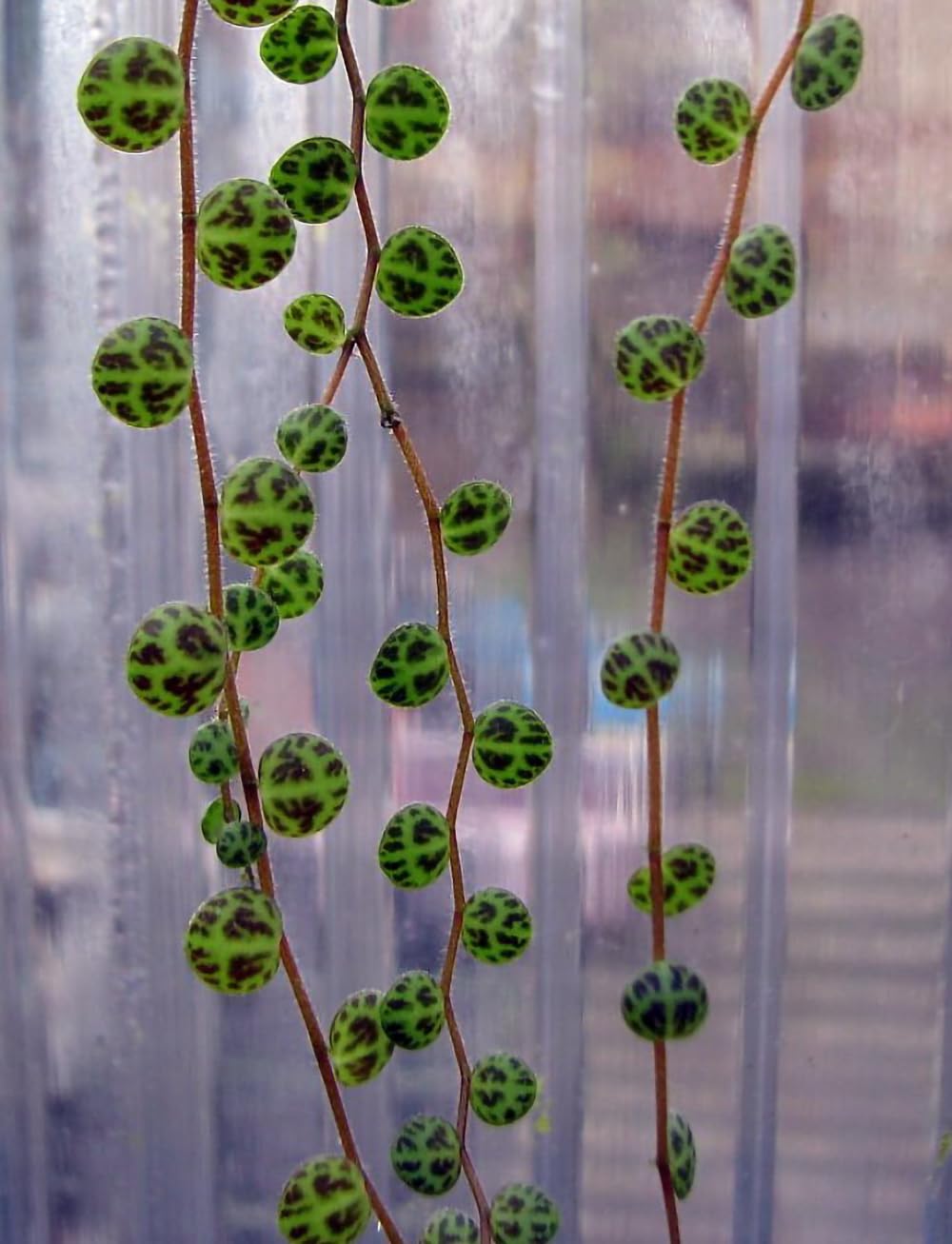 String of Hearts/Turtles/Peace Sign/Cross - Peperomia prostrata- 2.5" Pot