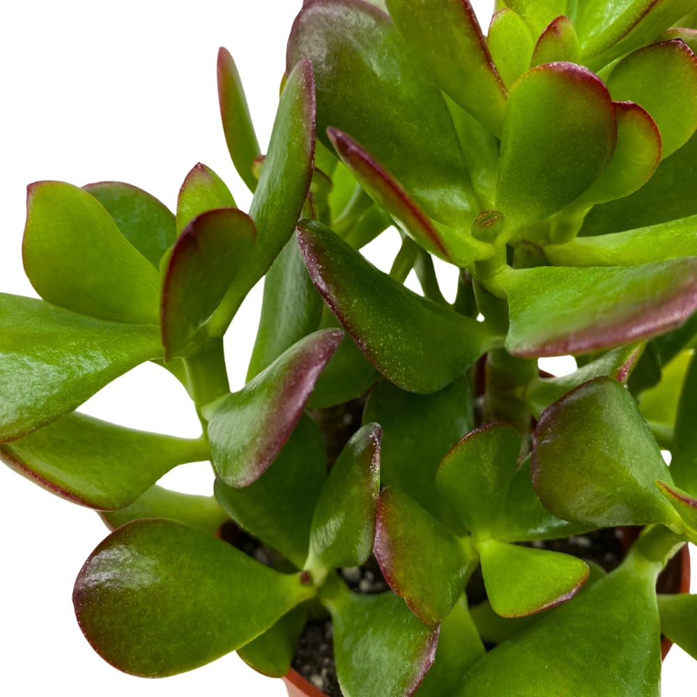 BubbleBlooms Jade Succulent in a 4 inch Pot Crassula ovata
