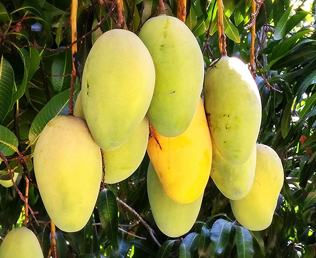 Grafted Mango Tree - Live Fruit Tree in a 3 Gallon Pot - Variety is Grower's Choice Based on Season, Health and Availability - Tropical Edible Fruit Bearing Tree