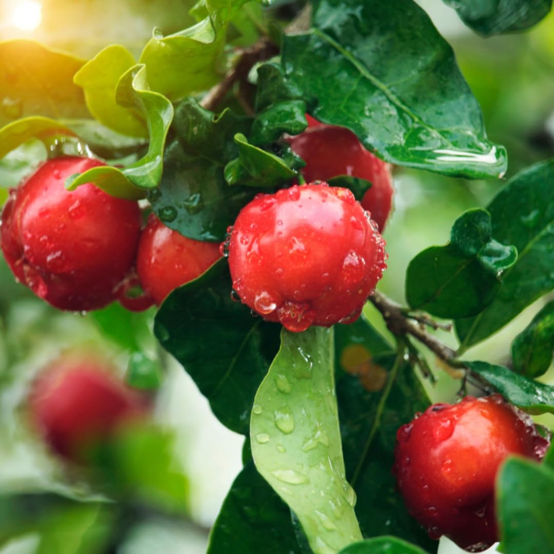 Barbados Cherry Trees Live Plant, 5-7" in Tall, Sweet Cherry Fruit Tree, Cherry Bush Live Plants, Bareroots, Cold Hardy