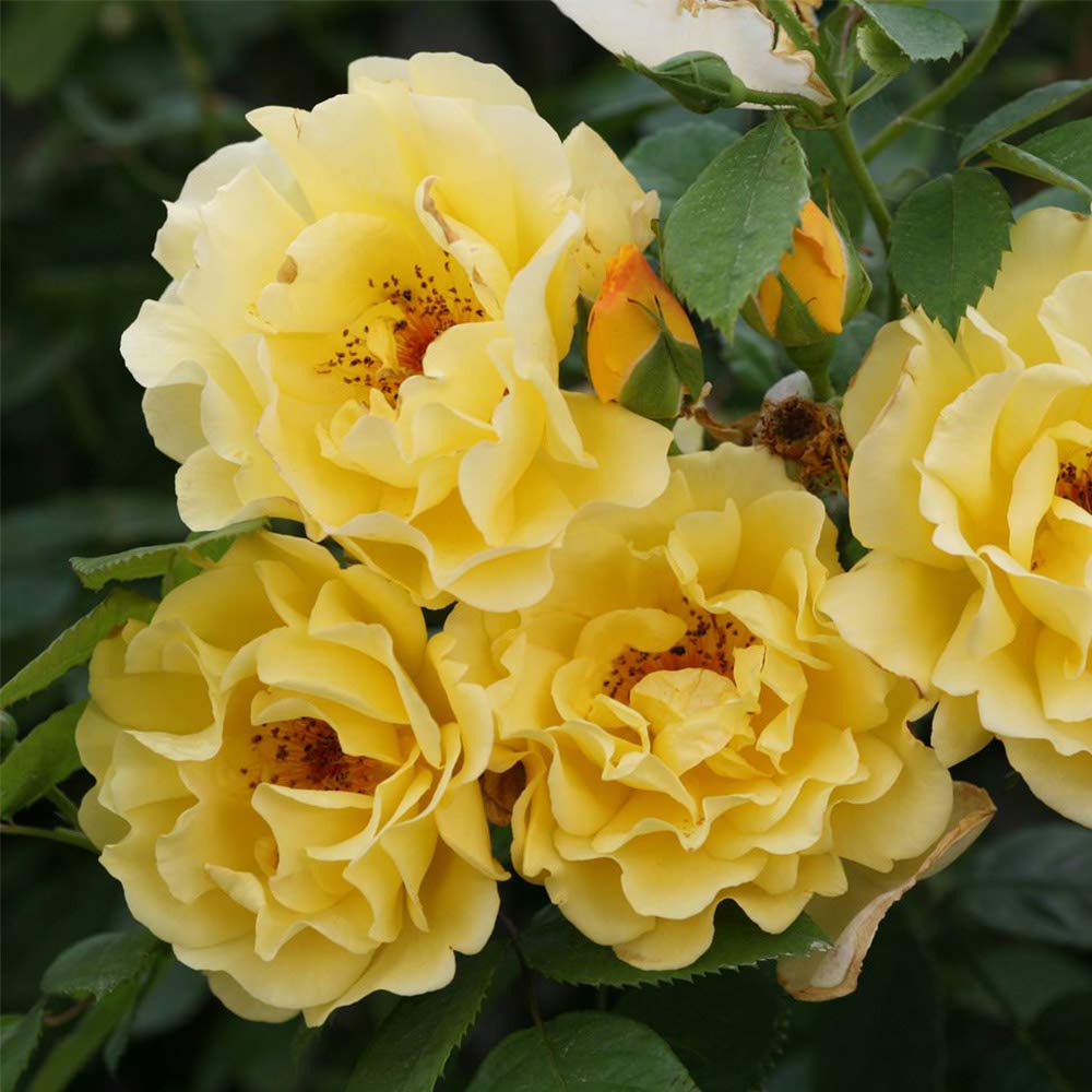Heirloom Climbing Roses, Live Own Root Plant for Outdoor Garden, Golden Gate™, Moderately Fragrant, Hardiness Zones 5-10, Repeat Blooming