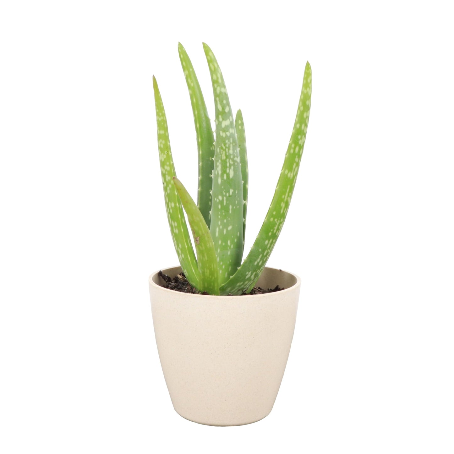 Thorsen's Greenhouse Aloe Vera, Live Indoor Plant, Aloe barbadensis, Easy to Grow, Succulent, Natural Air Purifier, 4" Diameter Pot (Natural)