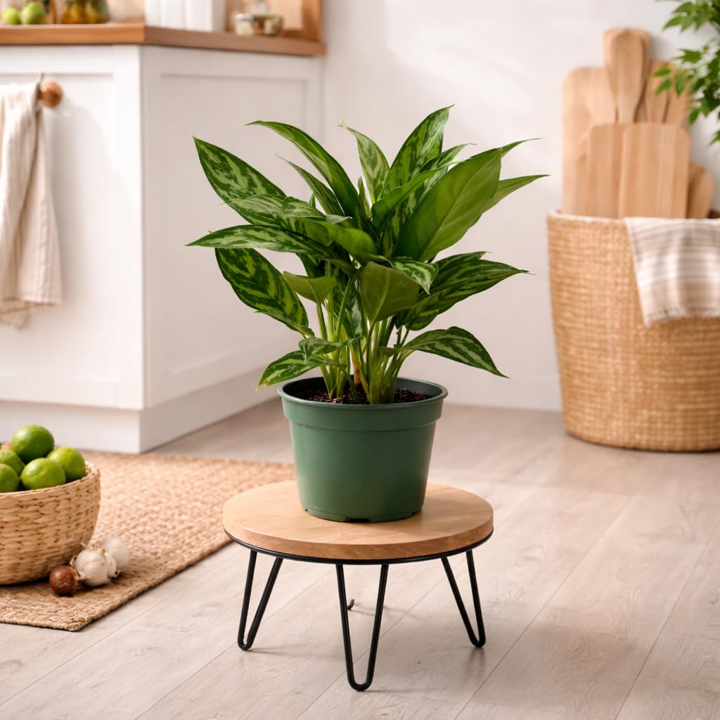 Aglaonema Tigress Live Indoor Plant in 6 Inch Grow Pot, Chinese Evergreen Houseplant, Tropical Foliage Plant for Home or Office