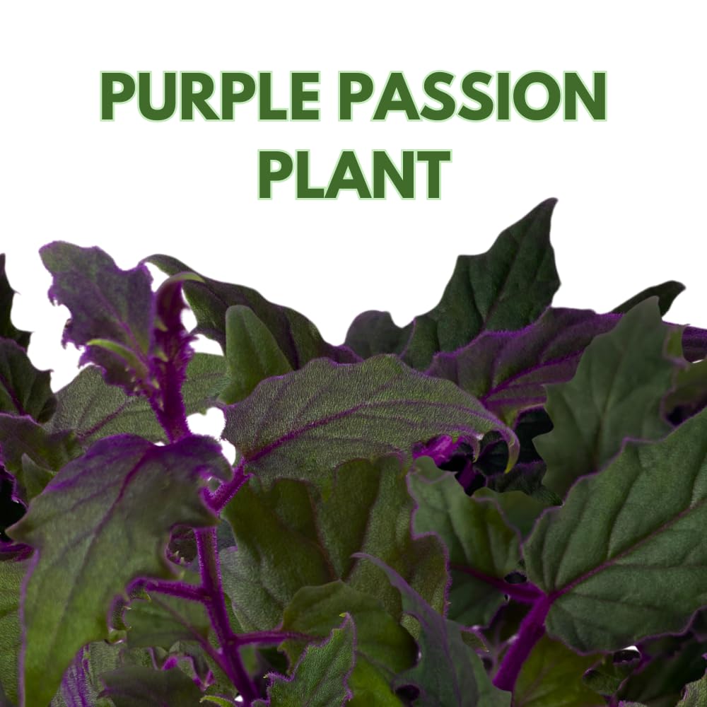 BubbleBlooms Purple Passion Velvet Plant Gynura Aurantiaca in a 4 inch Pot
