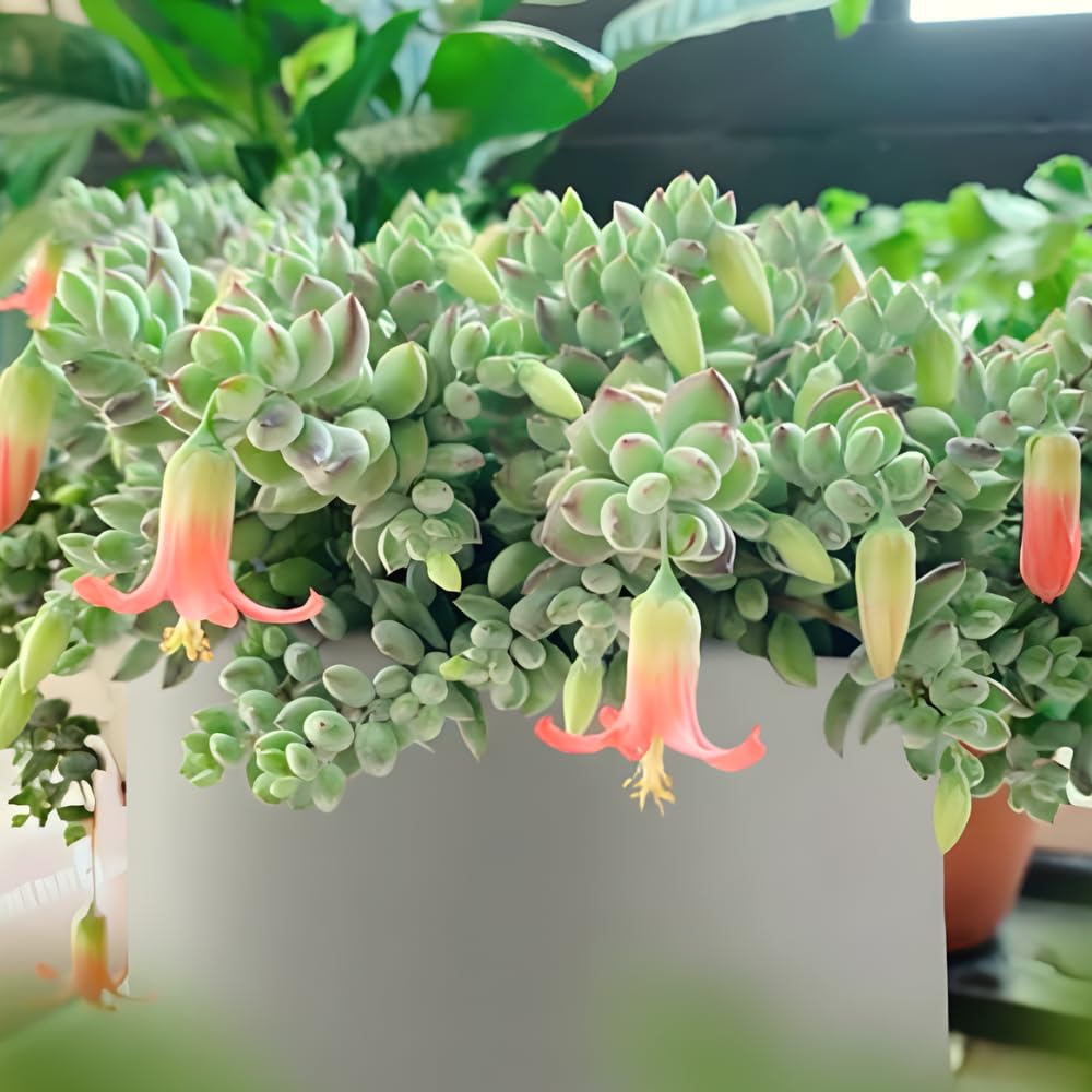 Cotyledon Pendens Succulent Plant Live – 6 Inc Pot | Indoor Trailing Houseplant | Well Rooted Easy to Care