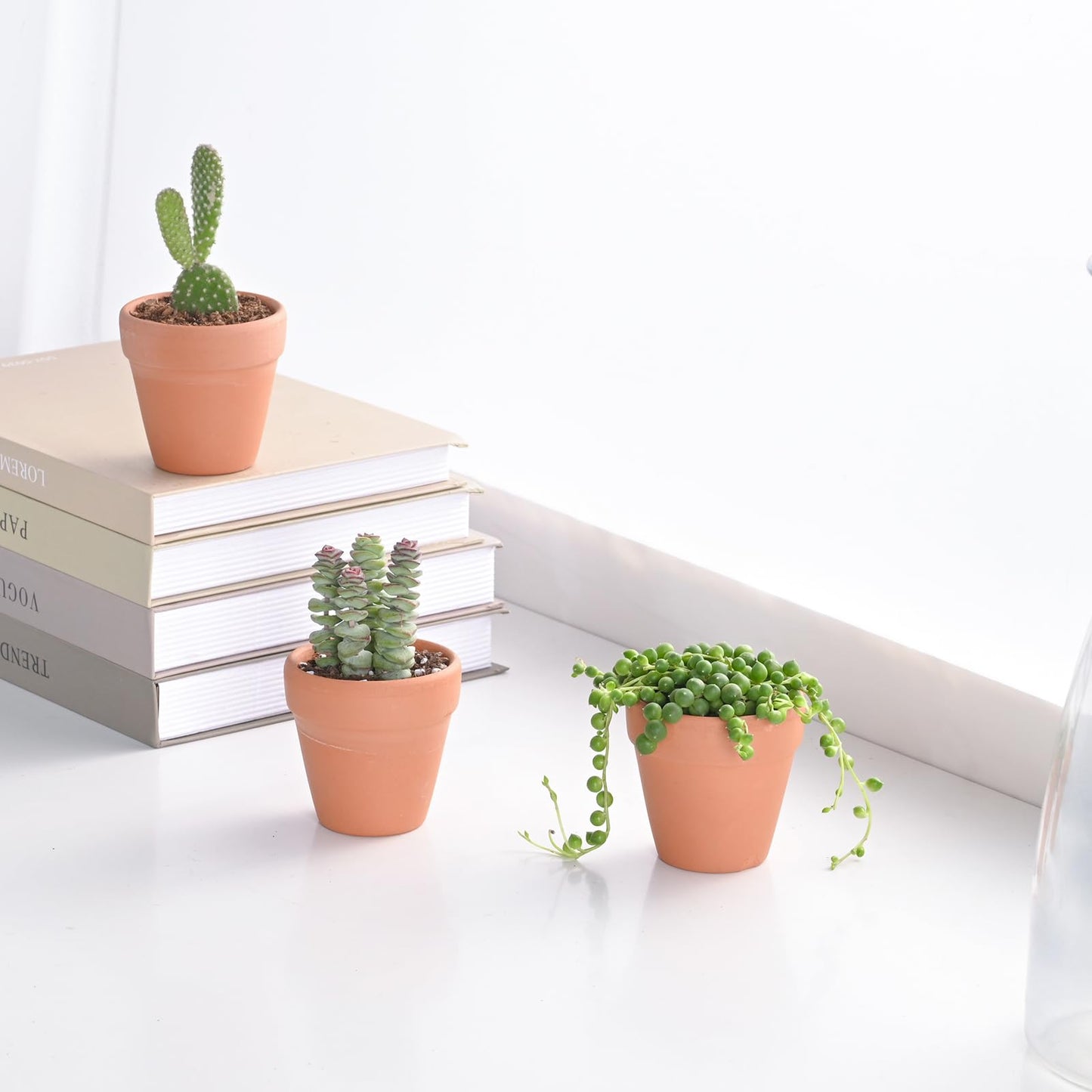 String of Pearls Live Succulent, 2 Inch Fully Rooted Potted Plant, Easy Care & Drought Tolerant, Trailing Indoor Houseplant for Home Decor