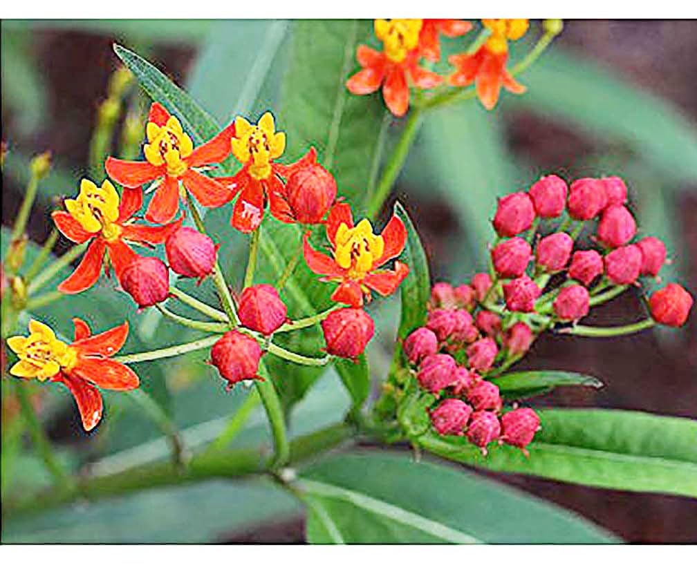 Tropical Milkweed - Asclepias Currassavica Seeds - Food and Host Plant for Monarch Butterflies. Will Grow all over the United States as an Annual and Perennial from Zones 8b and higher.
