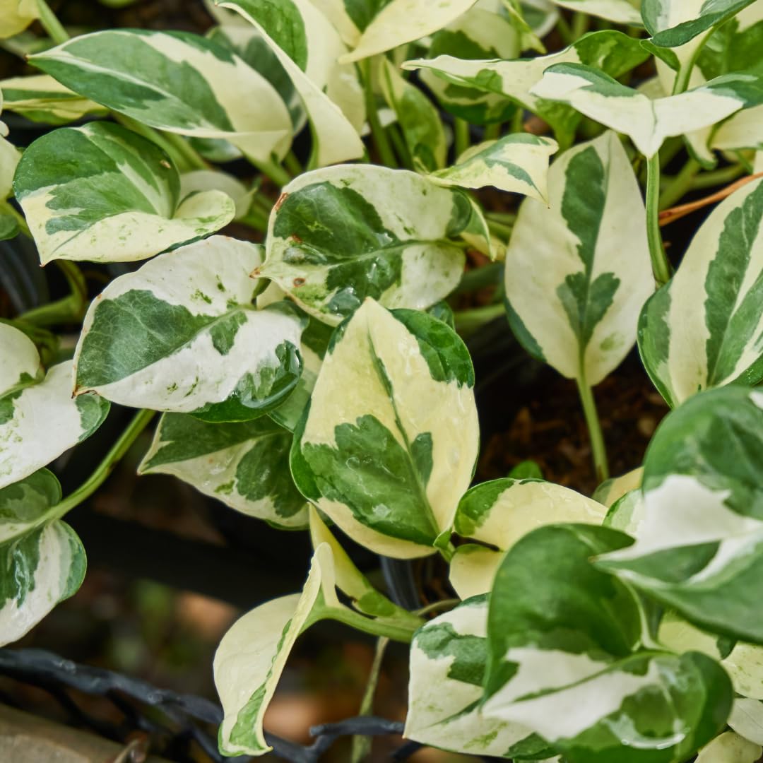 Set 2 N’Joy Pothos Live Houseplant, Variegated Pothos Plant, 3 Inches Pot for Indoor or Outdoor Growing