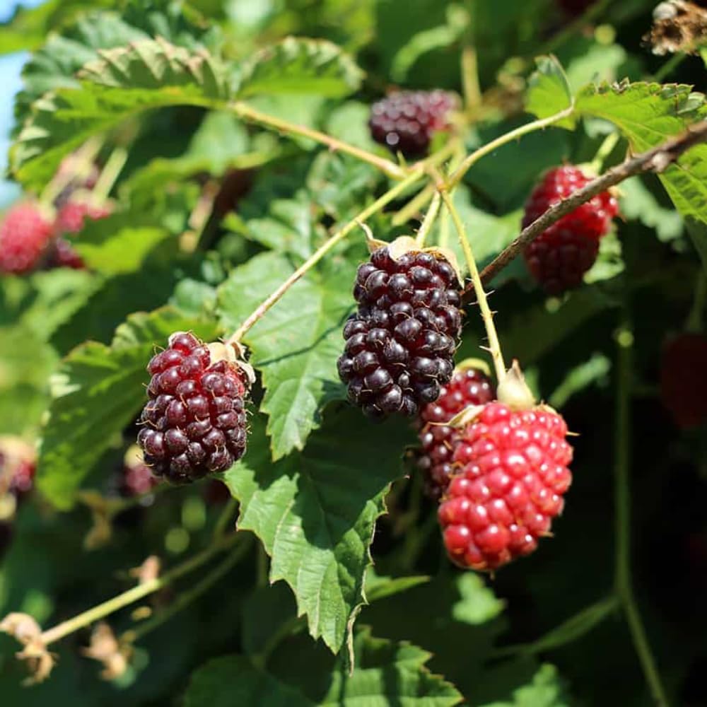2 Boysenberry Plants Live 5 to 8 Inch Tall, Sweet Boysenberry Trees Live Plants for Planting Indoor Outdoor