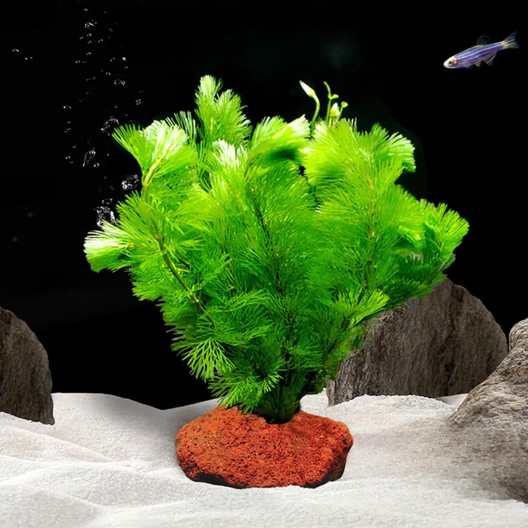 7 Green Cabomba Plants Live, Aquarium Plants Live, Live Cambomba Plant, 4 to 6 Inc Tall Aquatic Pond Plant