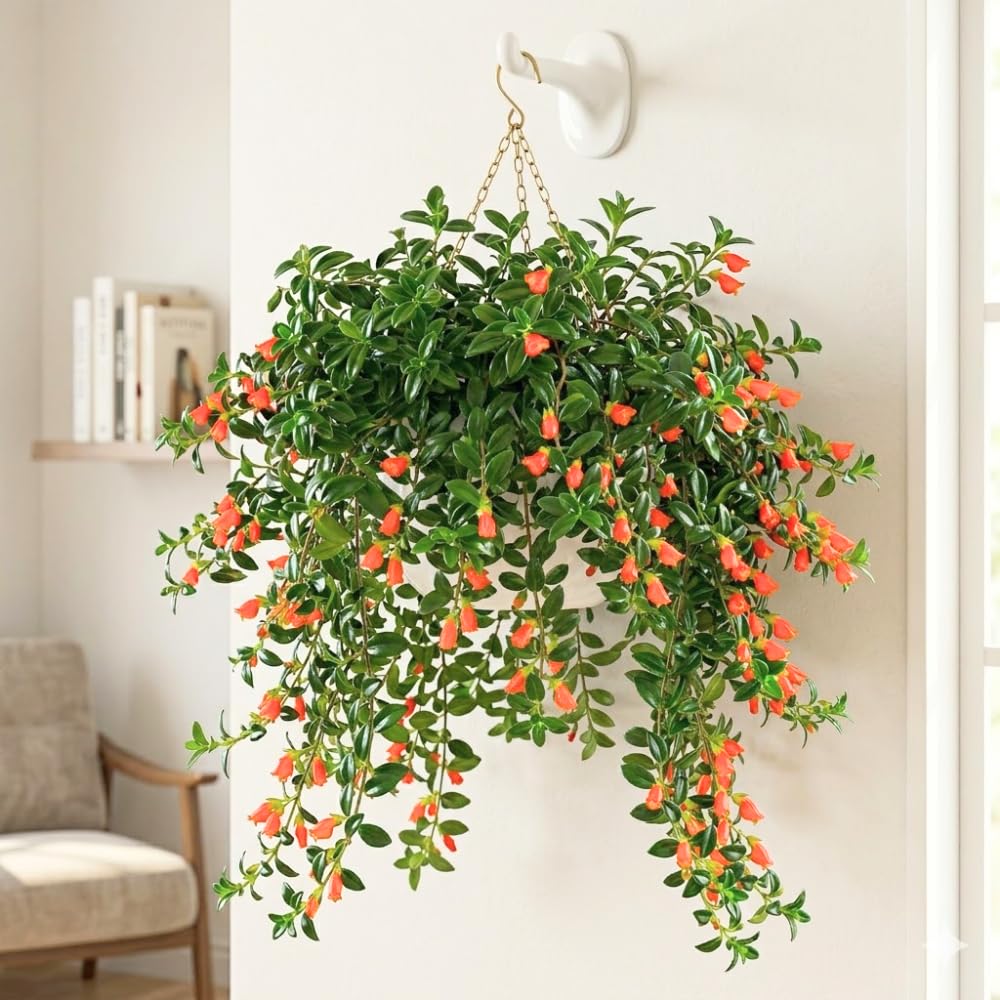 Goldfish Plants Live Houseplants, 4-7 Inches Tall in 4 Inch Pot, Trailing Goldfish Plant Live, Bright Orange Flowers Indoor Plant for Home Decor