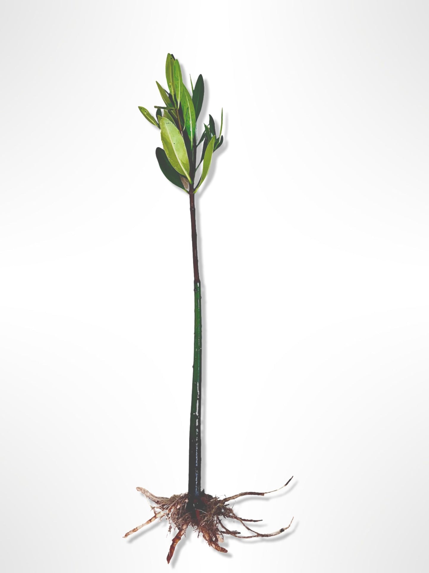 AquaGardens | Red Mangrove | Live Plant (3 Small Plants)