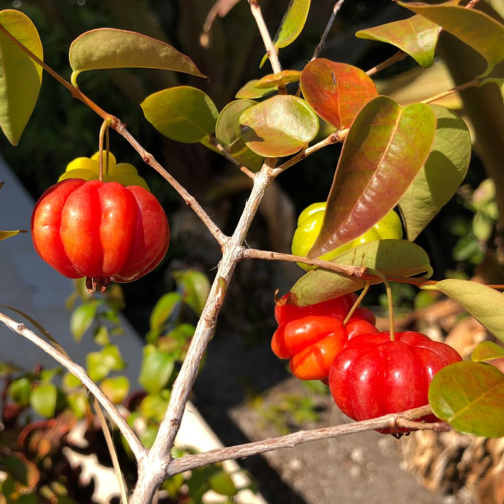 Surinam Cherry Tree Live Plants, Cherry Plant from 2 to 3 Feet Tall, Edible and Sweet Cherry Fruit Tree, 1 Gallon Pot, Easy Care for Outdoor Gardening