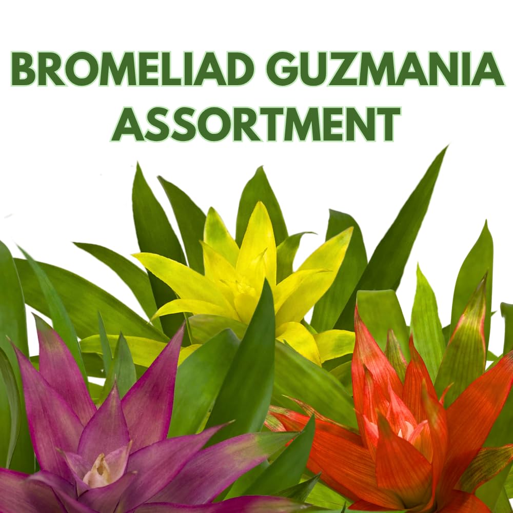 BubbleBlooms Colorful Bromeliad Assortment, 4 inch Set of 3, Guzmania Variety