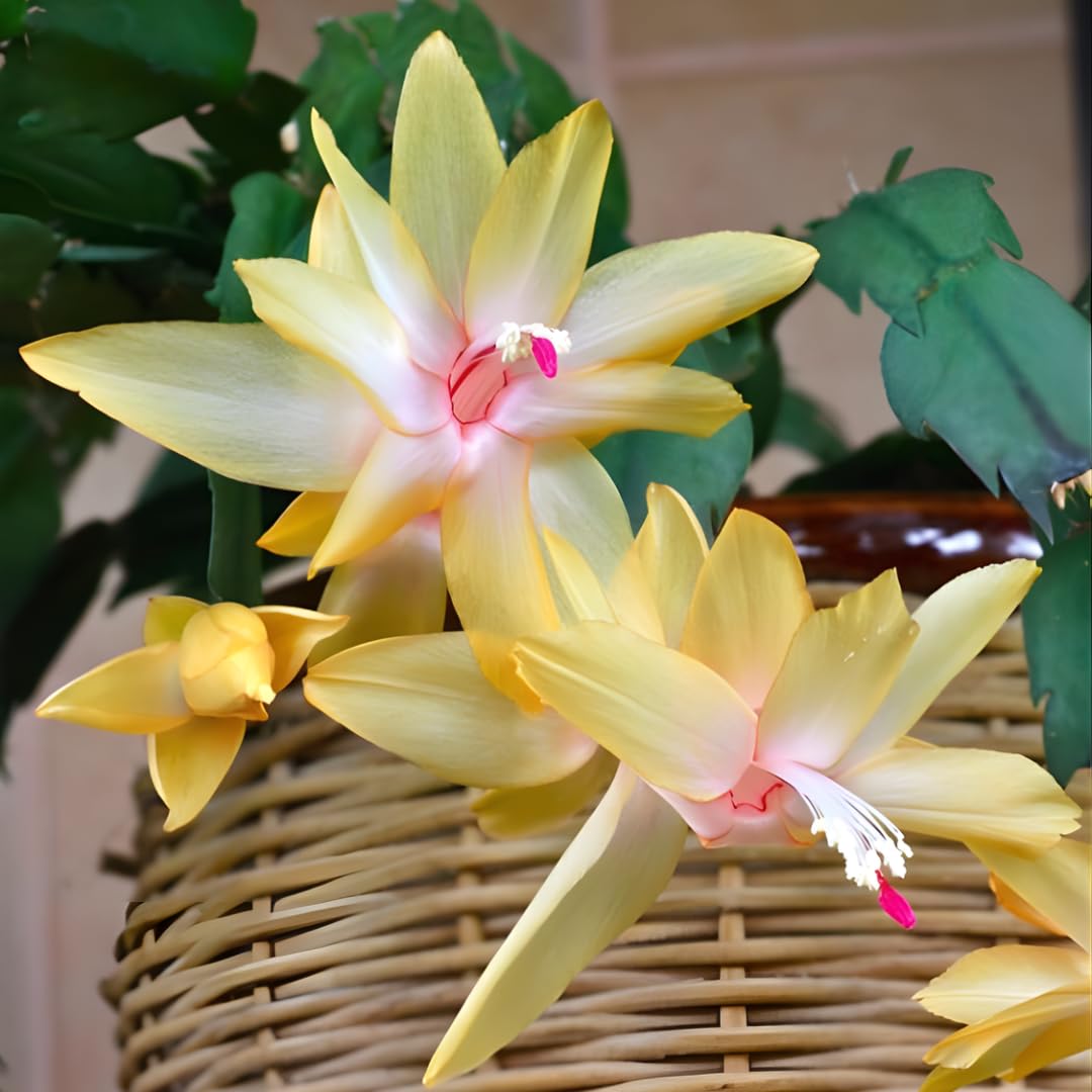 Xmas Cactus Live Plants in 4 Inch Pot | Vibrant Christmas Cactus Plants | Easy-Care Indoor Tropical Houseplant | Ideal Gift for Plant Enthusiasts | Random Color