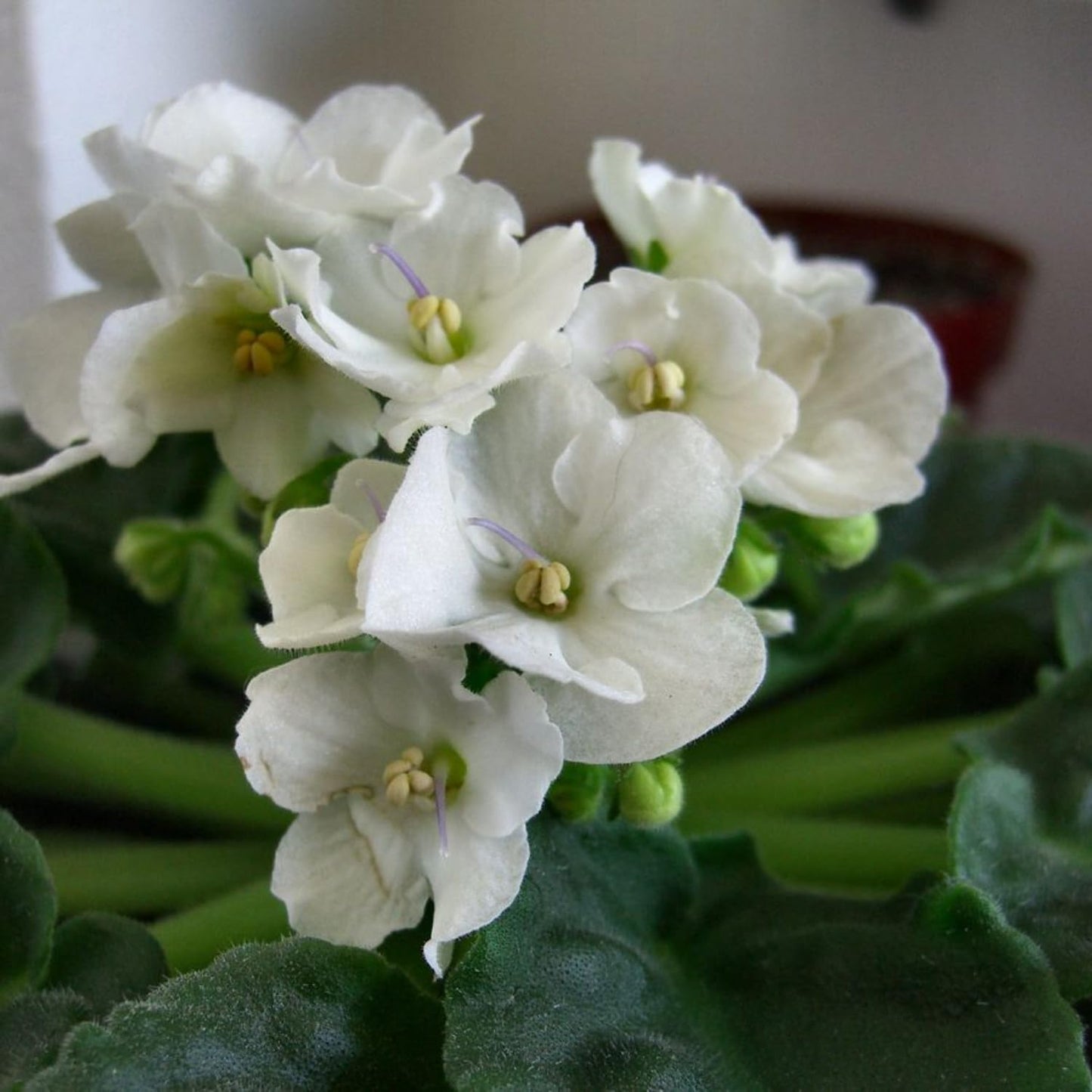 White African Violet Plant, Perennial African Violet Live Plants in 4 Inch Pot, Violets Live Plants Houseplant for Indoor Garden