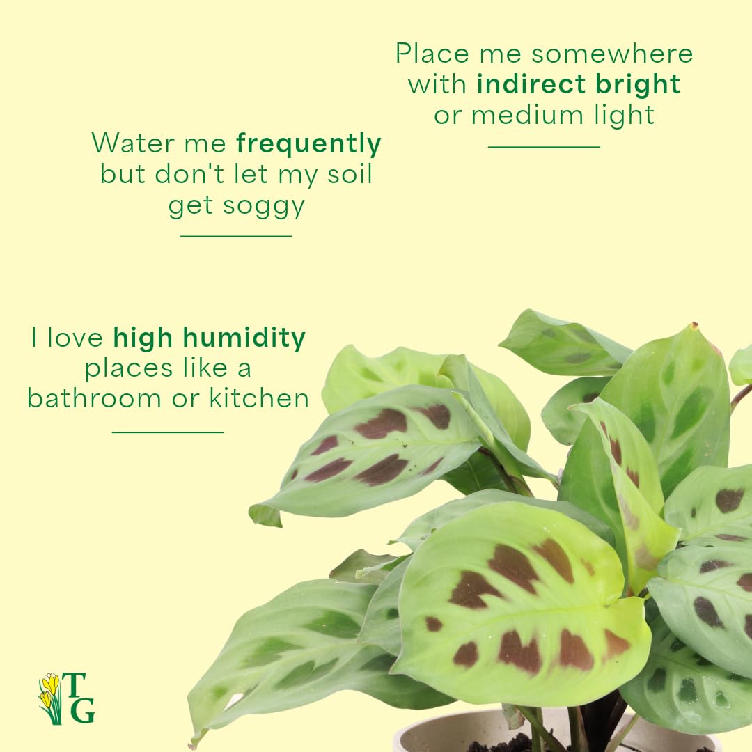 Thorsen's Greenhouse Green Prayer Plant, Live Indoor Plant, Pet Friendly, Uncommon Houseplant, Green Maranta, Easy to Grow, 4" Diameter Pot (Lavender)