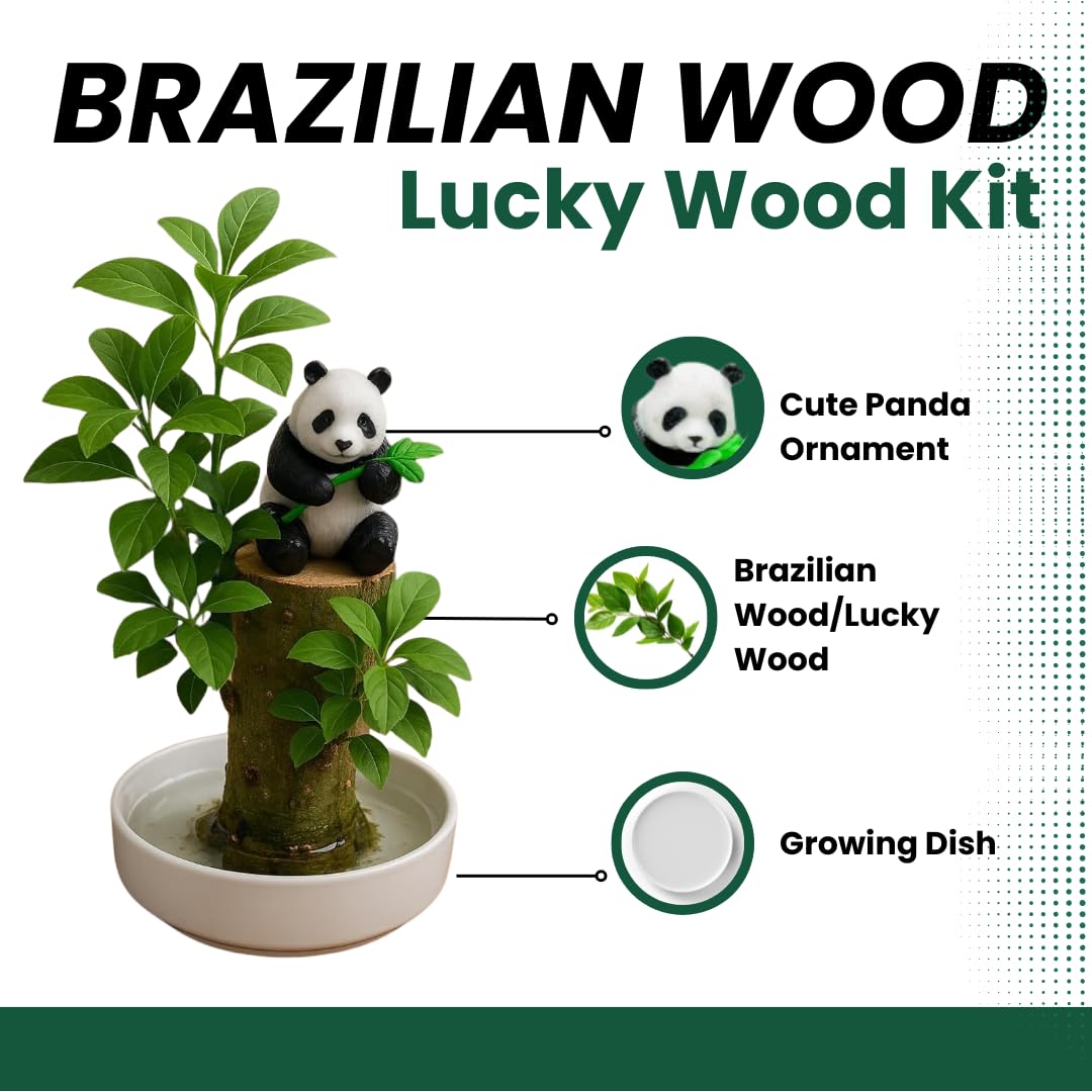 CZ Grain Lucky Office Desk Planter with Panda – Brazilian Willow Wood Tree, Thick Trunk, Fast Sprouting, Modern Desktop Decor - Living Gift - Calming Nature Presence