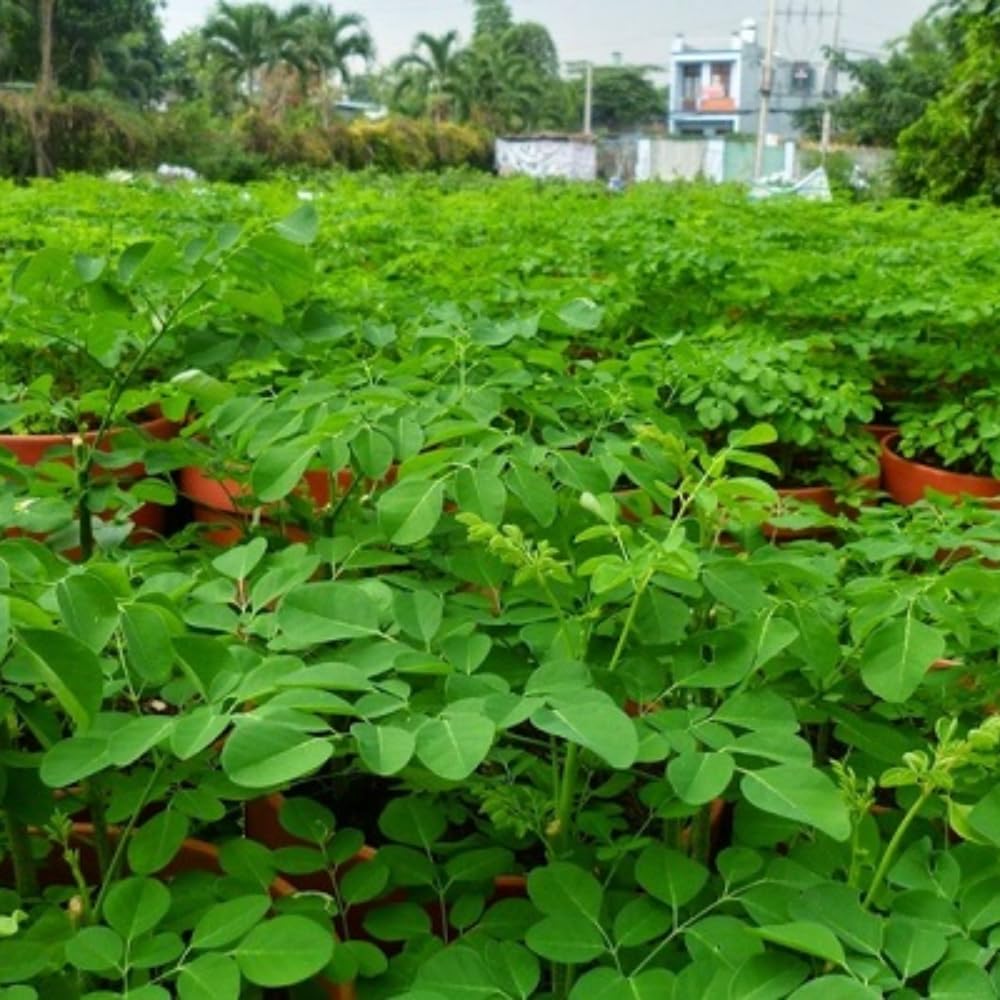 2 Moringa Tree Plants, Oleifera Moringa Drumstick Tree Starter Plants, Fast Growing Live Plant for Home Garden, 5-8 Inch Tall, 2 Plants Per Pot