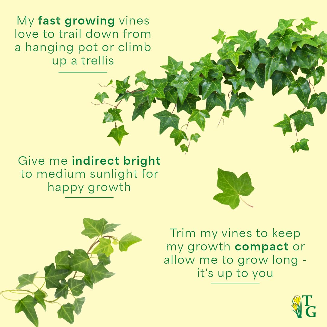 Thorsen's Greenhouse Live Green English Ivy Plant, Hedera Helix, Natural Air Purifier, Easy to Grow, Live Indoor Houseplant, 4" Diameter Pot (3 Pack Nursery Pots)