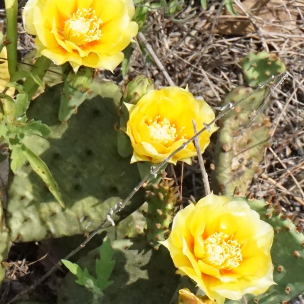 Prickly Pear Cactus Plant Live, Green Prickly Pear Cactus Live Plant Pot, 4 Inch Tall, Hardy Succulent Cactus for Indoor or Outdoor Garden, Easy Care Plant