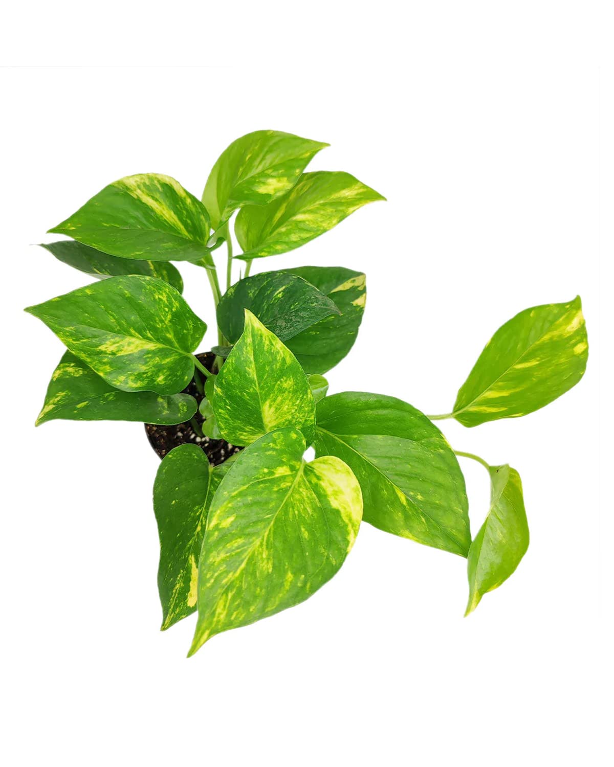 Golden Pothos (4" Grower Pot) - Trailing Easy to Grow Houseplant - Best Air-Purifying Houseplant for Home and Office Decoration
