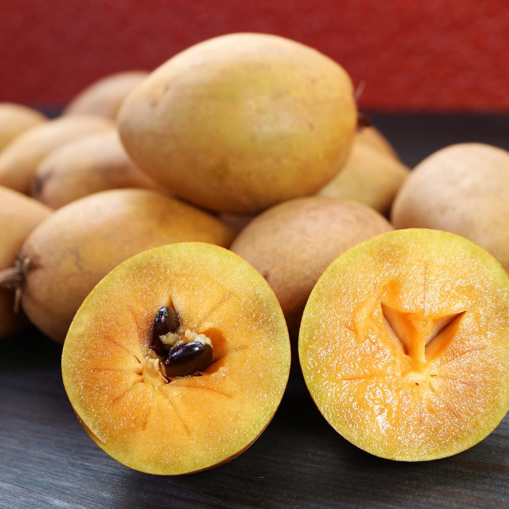 Sapote Tree Live Plant, Sapodilla Live Tropical Fruit Tree, 2 to 3 Feet Height, Ready for Planting in One Gallon Pot