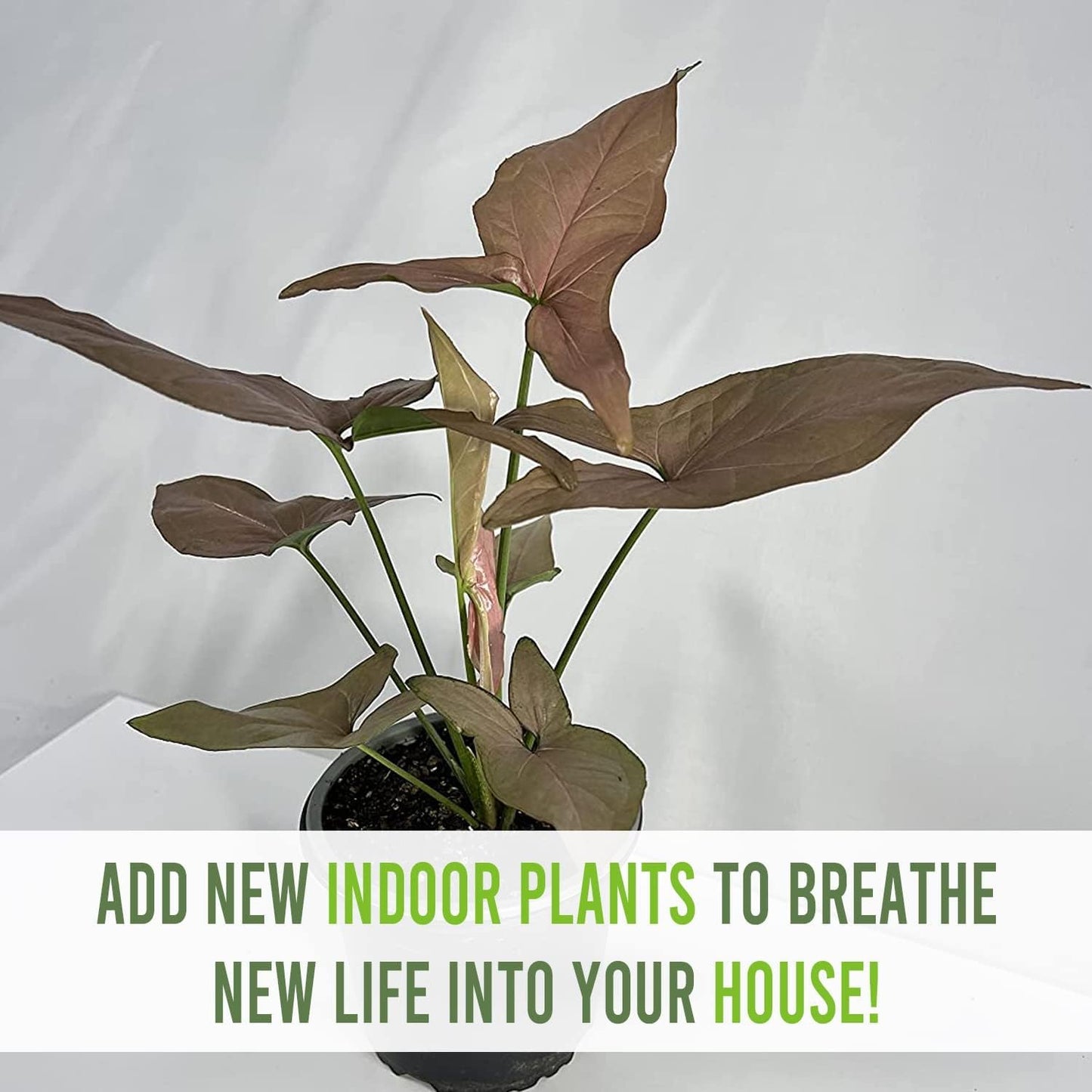 LEAL PLANTS ECUADOR Anthurium Pallidiflorum,Syngonium Pink Schott, Philodendron SP Colombia (Pack of 3) Live Plants Perfect for Indoor & Outdoor