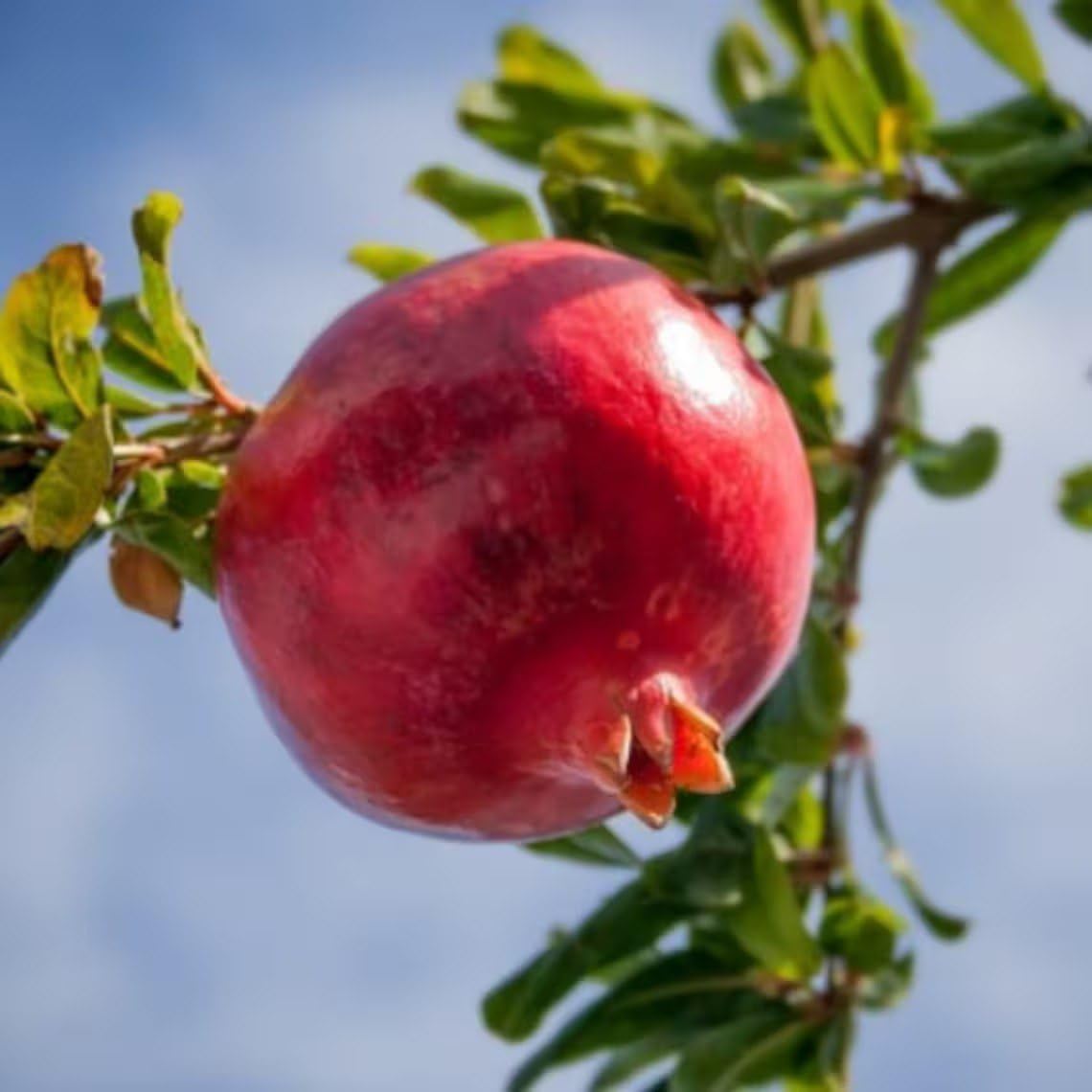 2 Parfianka Pomegranate Live Starter Plants – 4-8 Inches Tall – Punica granatum – Sweet-Tart Red Fruit – Cold Hardy, Self-Fruitful