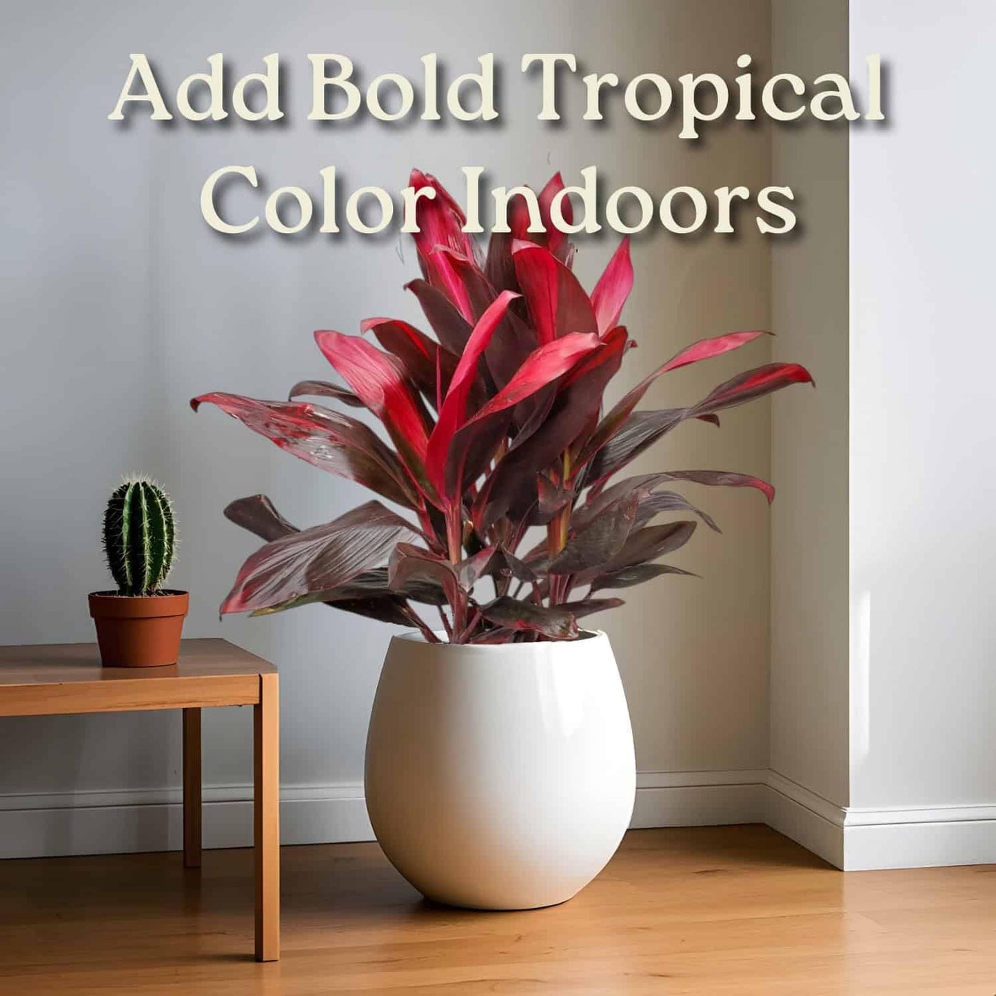 Hawaiian Ti Cordyline Plant - Tropical Foliage Plant - Overall Height 26" to 32" - Tropical Plants of Florida (Plant Only)
