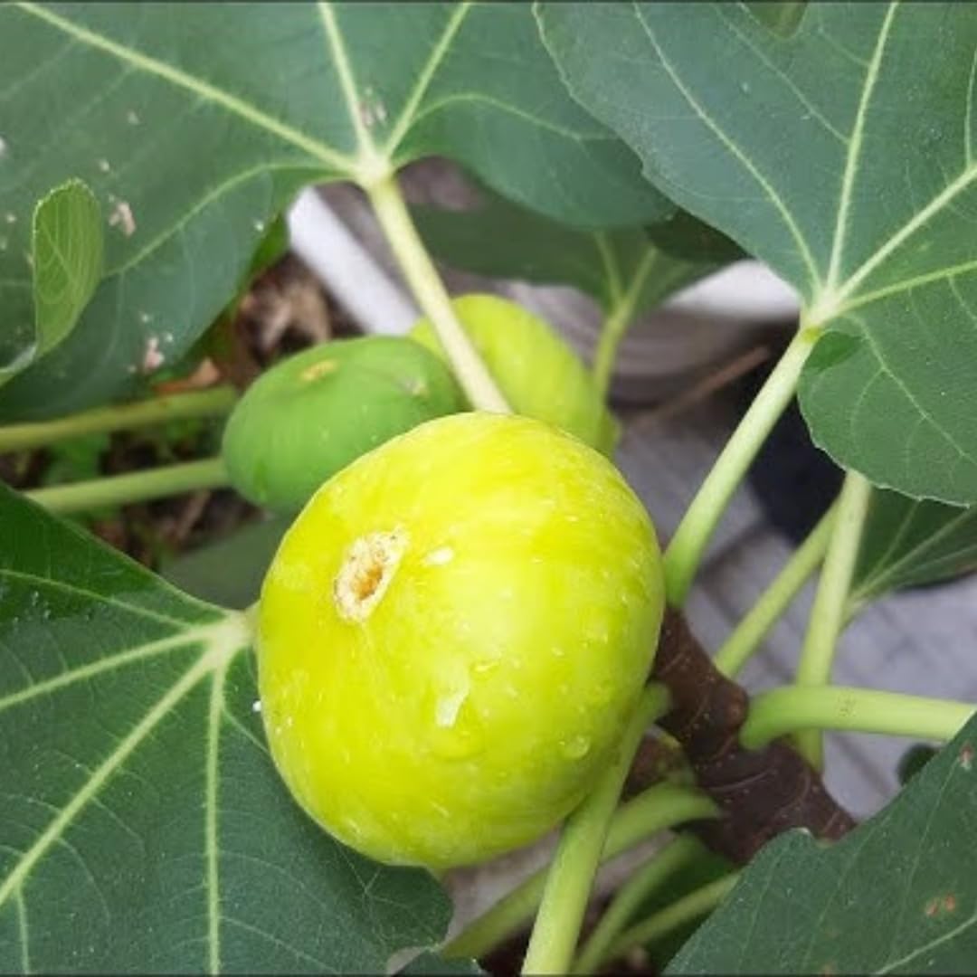 Fig Tree Live Plant, 1 Gallon Pot, Sweet Edible Fruit, Ready to Grow, Suitable for Gardens and Outdoor Planting, No Ship to CA (Yellow)