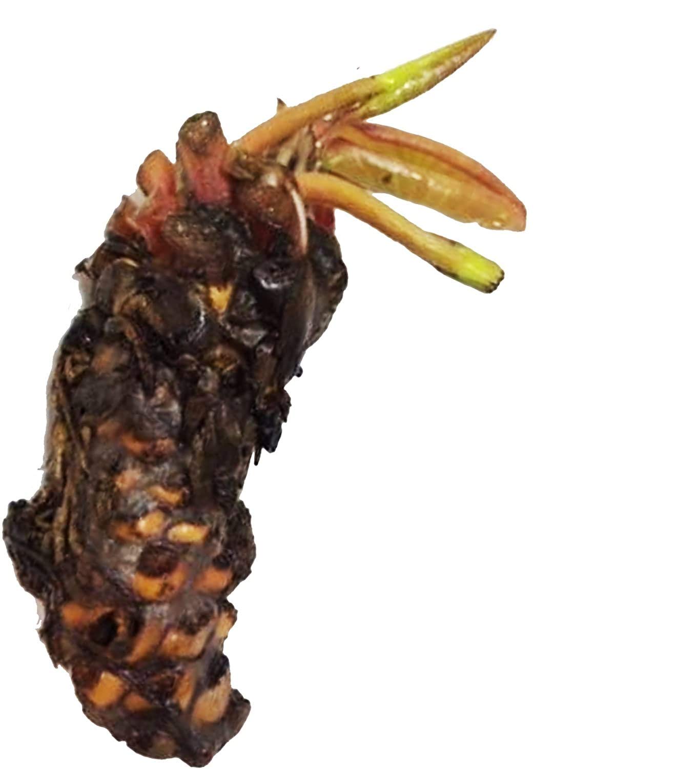 (Nymphaea Peaches & Cream) Hardy Water Lily Tuber Live Water Plants for Pond Balcony Porch Decorations by Greenpro