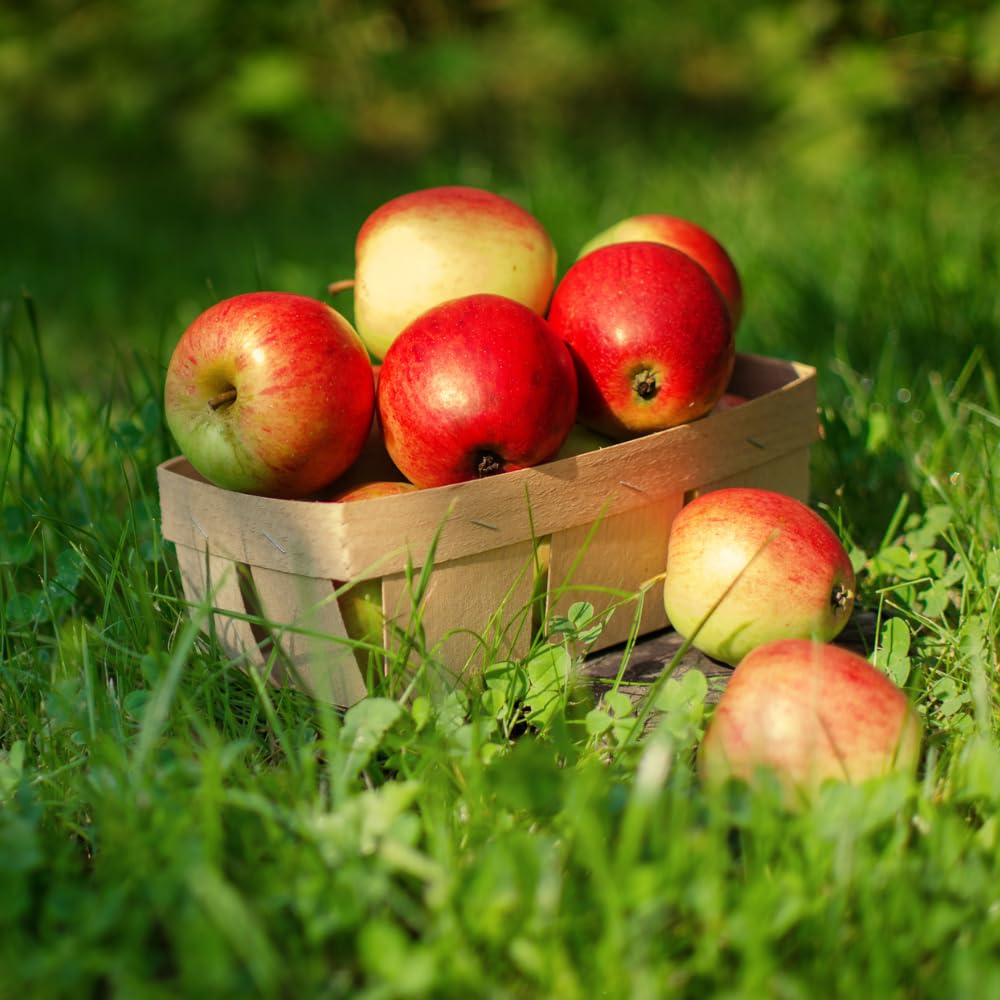 Honey Crisp Apple Tree Live Plant Up to 3 Feet, Bare Root Dormant, Spring Break Fruit Sweet Apple Trees Live Plants for Outdoor Planting, Cold Hardy Fruit