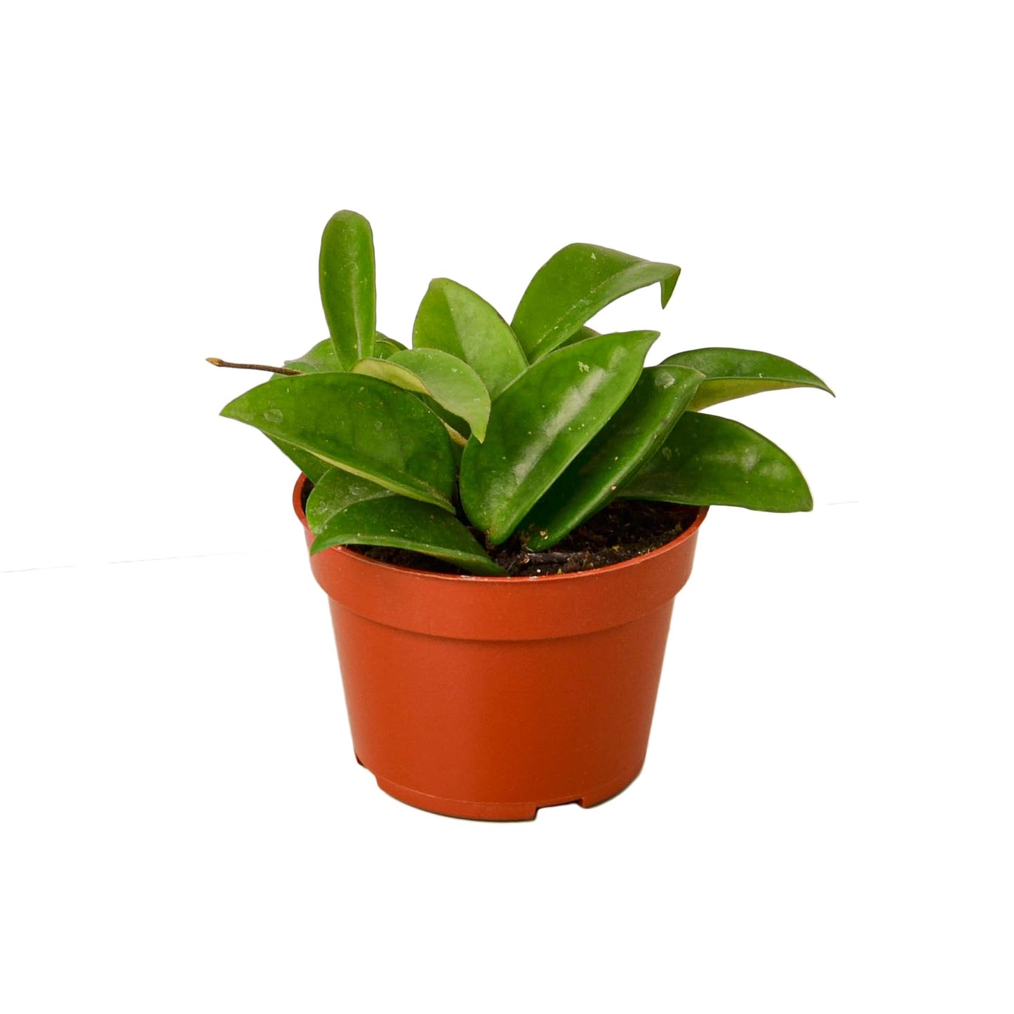 Hoya Plants 4 Live Houseplants in 4" Pots - Variety Assortment 4 Pack Hoya Plants - Pet Friendly Plants - Air Purifying Plants - CA Seller (Pack of 4 Hoya Plants)