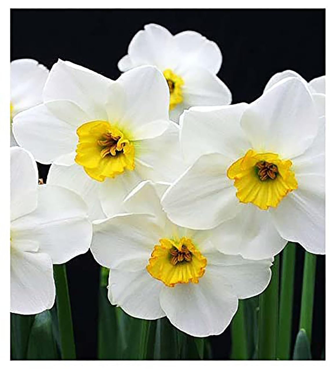 5 Ice Follies Narcissus Bulbs - Top Size Daffodil Bulbs