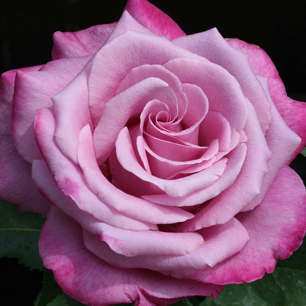 Heirloom Roses Grandiflora Rose Plant - Fragrant Plum Purple Rose Bush, Roses Live Plant for Planting Outdoors