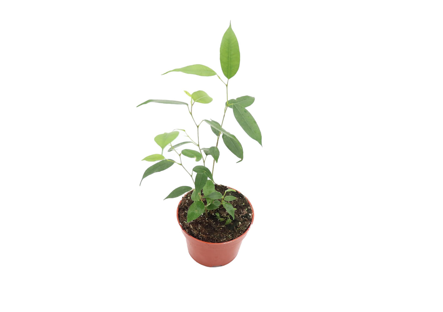 Ficus Benjamina Weeping Fig - 4'' from California Tropicals